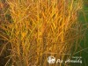 Miskantas kininis ,Undine' (lot.  Miscanthus sinensis)